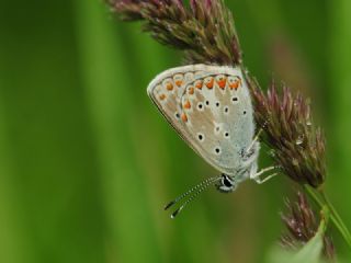 okgzl Toros Mavisi (Aricia isauricus)