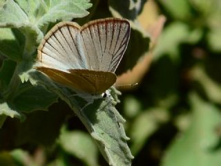 okgzl Van Esmeri (Polyommatus kurdistanicus)