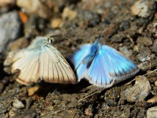 okgzl Van Esmeri (Polyommatus kurdistanicus)