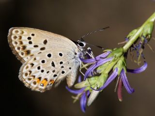 �okg�zl� G�m�� Mavi&nbsp;(Albulina&nbsp;loewii)