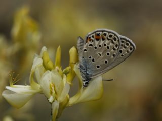 okgzl Gm Mavi (Albulina loewii)