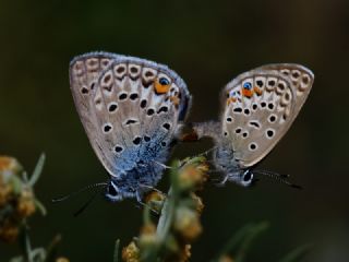 okgzl Gm Mavi (Albulina loewii)