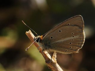 okgzl Amasya Esmeri (Polyommatus mithridates)