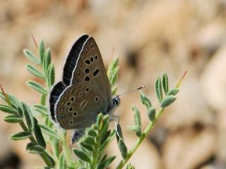 ran okgzls (Polyommatus morgianus)