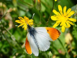 Turuncu S�sl�&nbsp;(Anthocharis&nbsp;cardamines)