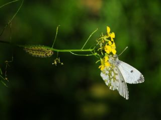 Turuncu S�sl�&nbsp;(Anthocharis&nbsp;cardamines)