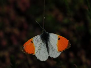 Turuncu S�sl�&nbsp;(Anthocharis&nbsp;cardamines)