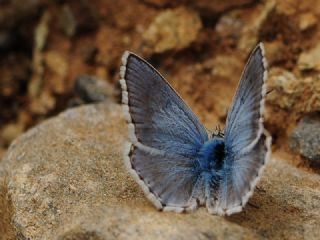 okgzl Anadolu illi Mavisi (Polyommatus ossmar)