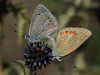 okgzl Kk Turan Mavisi (Polyommatus cornelius)