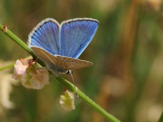 okgzl Poseydon Mavisi (Polyommatus poseidon)