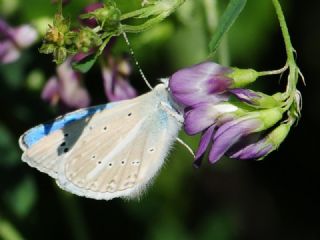 okgzl Poseydon Mavisi (Polyommatus poseidon)
