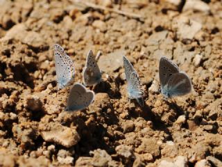 Pirene okgzls (Polyommatus pyrenaicus)