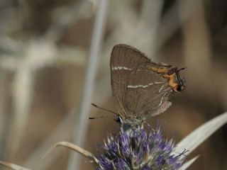 Karaaa Sevbenisi (Satyrium w-album)