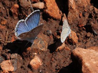 okgzl Levantin illi Mavisi (Polyommatus syriaca)