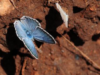 okgzl Levantin illi Mavisi (Polyommatus syriaca)