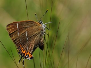 Karaaa Sevbenisi (Satyrium w-album)