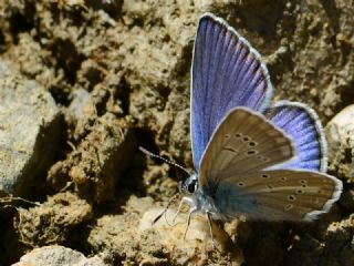 �okg�zl� T�rk Mavisi&nbsp;(Polyommatus&nbsp;turcicus)