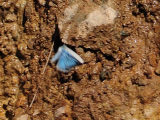 okgzl Ar Mavisi (Polyommatus vanensis)