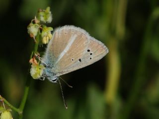 okgzl Ar Mavisi (Polyommatus vanensis)