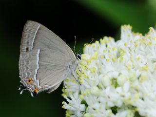 Morme�e&nbsp;(Favonius&nbsp;quercus)