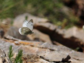 Doruklarn Beneklimelei (Pontia callidice)