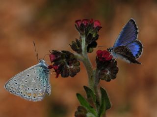 Bavius Mavisi&nbsp;(Pseudophilotes&nbsp;bavius)