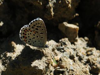 Bavius Mavisi (Pseudophilotes bavius)