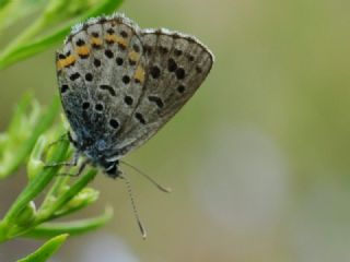 Bavius Mavisi (Pseudophilotes bavius)