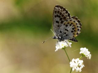 Kara Mavi (Scolitantides orion)