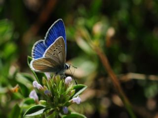 Lacivert Azeri okgzls (Polyommatus altivagans)