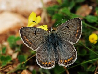 okgzl Lbnan Mavisi (Aricia bassoni)