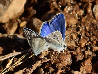 okgzl Bilgini (Polyommatus bilgini)