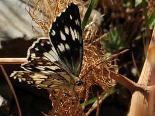 Kara Melike (Melanargia syriaca)