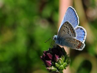 okgzl Hatay Mavisi (Polyommatus bollandi)