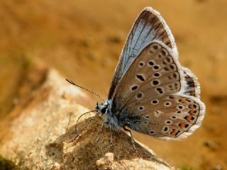 okgzl Eros (Polyommatus eros)