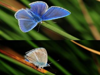 Yalanc Lacivert Anadolu okgzls (Polyommatus pseudactis)