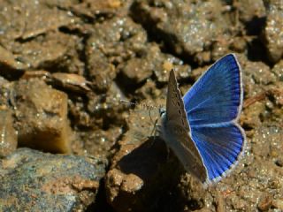 okgzl Karabet Mavisi (Polyommatus haigi)