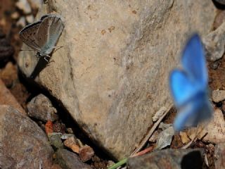 okgzl Damokles Mavisi (Polyommatus damocles)