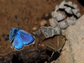 okgzl Damokles Mavisi (Polyommatus damocles)