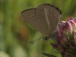 okgzl Demavend Esmeri (Polyommatus demavendi)