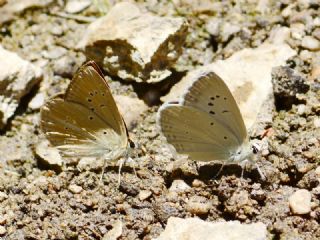 okgzl Demavend Esmeri (Polyommatus demavendi)