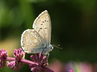 okgzl Hakkari illisi (Polyommatus dezinus)