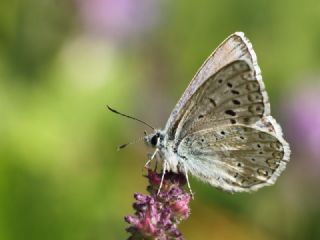 okgzl Hakkari illisi (Polyommatus dezinus)