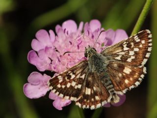 Gzel Zpzp (Pyrgus cinarae)