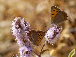 Benekli Bakr Gzeli (Lycaena phlaeas)