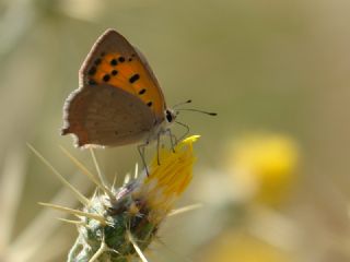 Benekli Bakr Gzeli (Lycaena phlaeas)