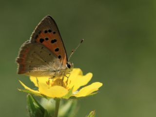 Benekli Bakr Gzeli (Lycaena phlaeas)