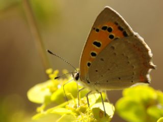 Benekli Bakr Gzeli (Lycaena phlaeas)