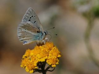 okgzl Karabet Mavisi (Polyommatus haigi)