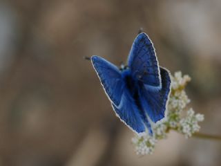 okgzl Karabet Mavisi (Polyommatus haigi)